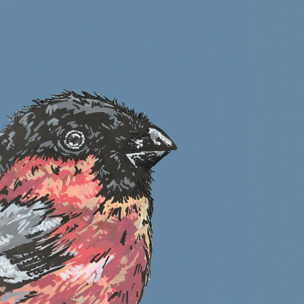 Bullfinch British Bird Greeting Card - Image 2