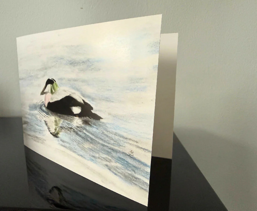 Eider duck greetings card, 7x5inches in black, white, blue, pink and green - Image 3