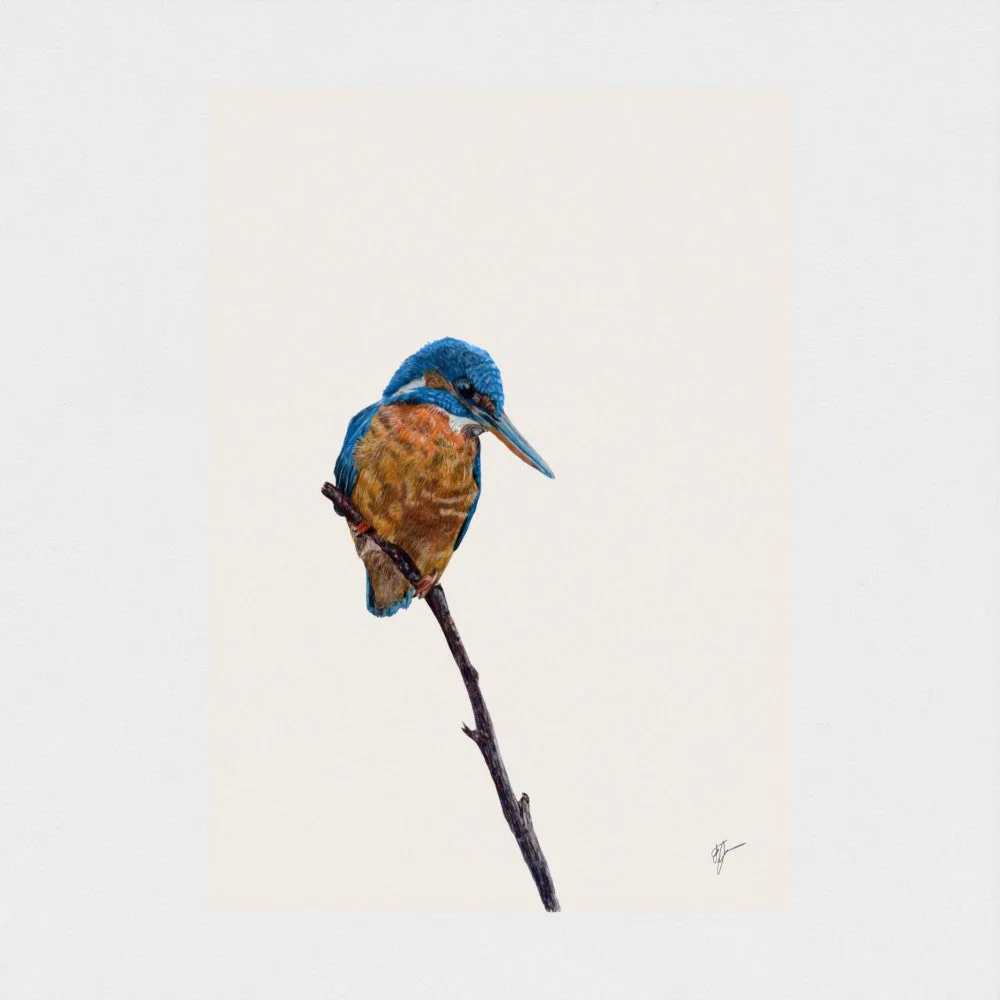 Kingfisher Print - Image 10