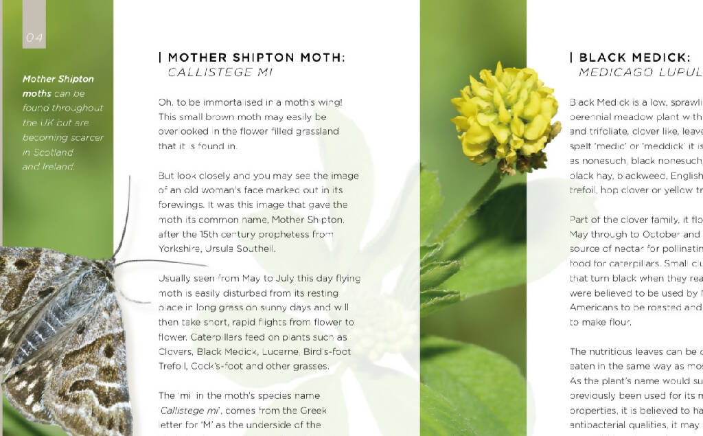 Mother Shipton and Black Medick Silk Shading Embroidery Kit - Image 8