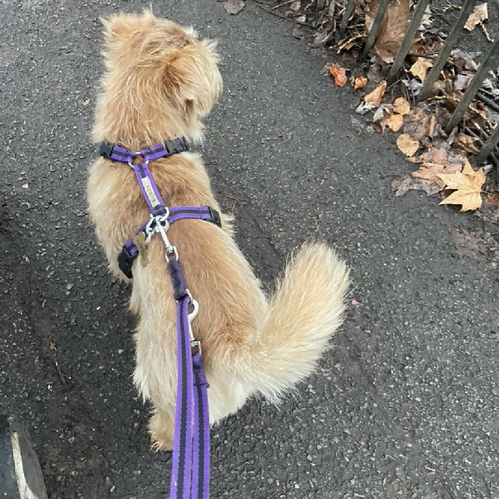 Multi-length Dog Lead In Purple And Black Stripe - 2 sizes - Image 3