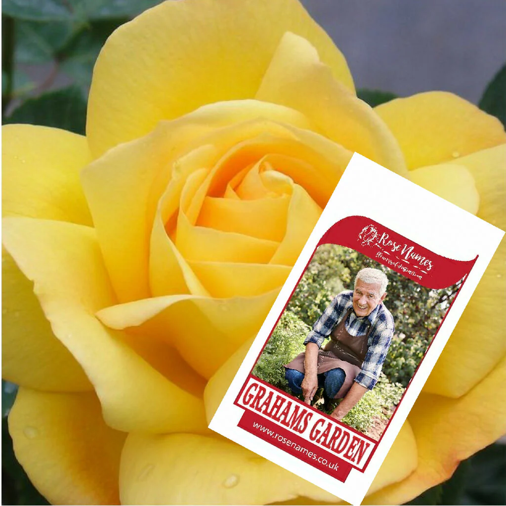 Name a Birthday Rose - Image 3