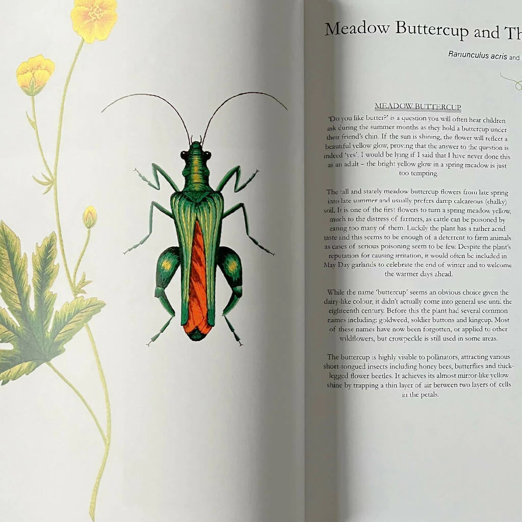 Needlepainted Plants and Pollinators: an insect lover's guide to silk shading embroidery - Embroidery book by Victoria Matthewson - Image 5