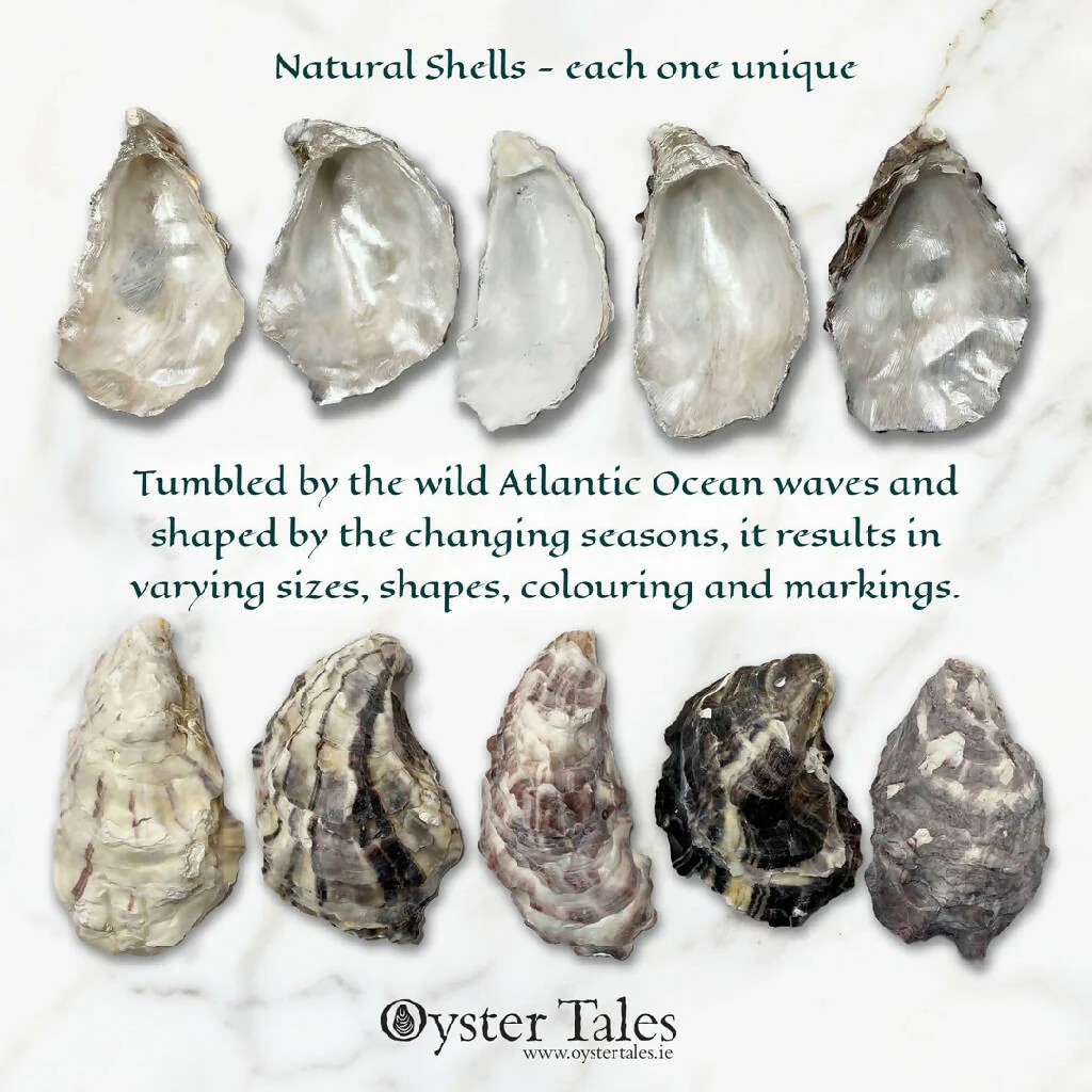 St. Patrick Oyster Ornament - Image 3